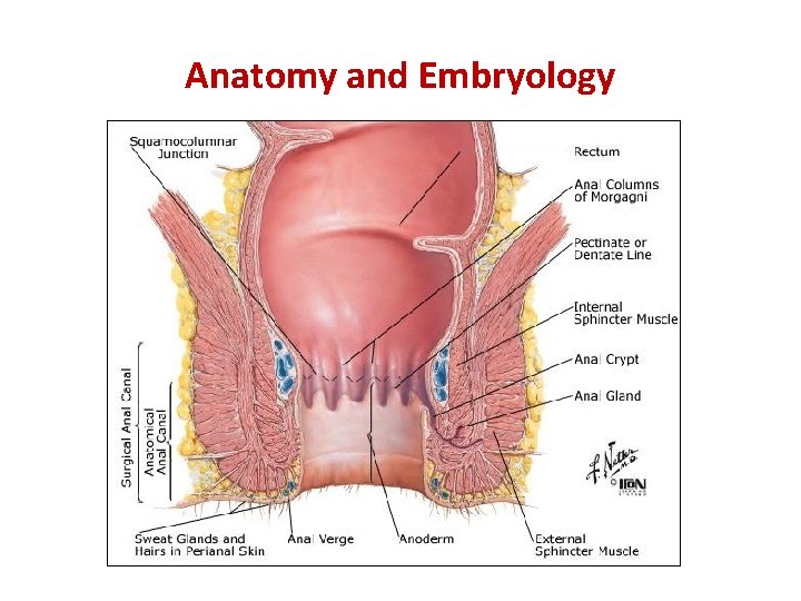 Anatomy and Embryology 