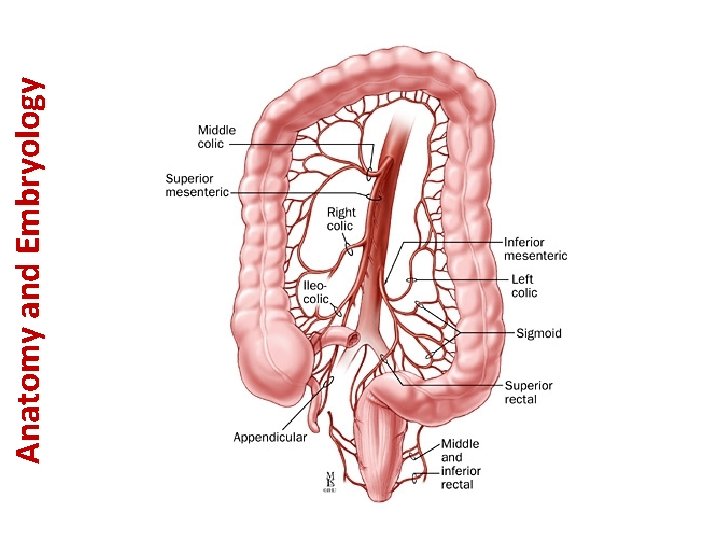 Anatomy and Embryology 
