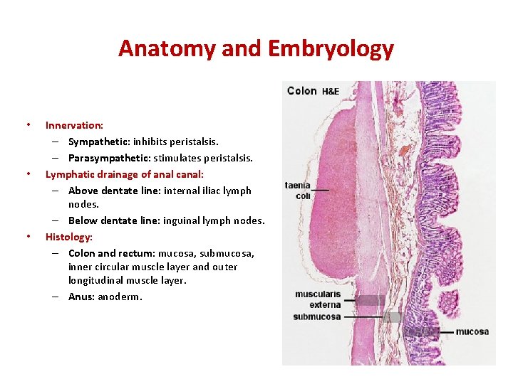 Anatomy and Embryology • • • Innervation: – Sympathetic: inhibits peristalsis. – Parasympathetic: stimulates