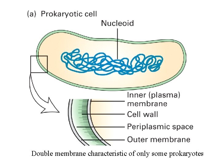 Double membrane characteristic of only some prokaryotes 