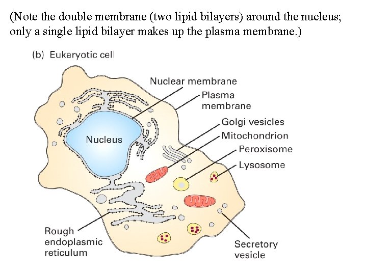 (Note the double membrane (two lipid bilayers) around the nucleus; only a single lipid