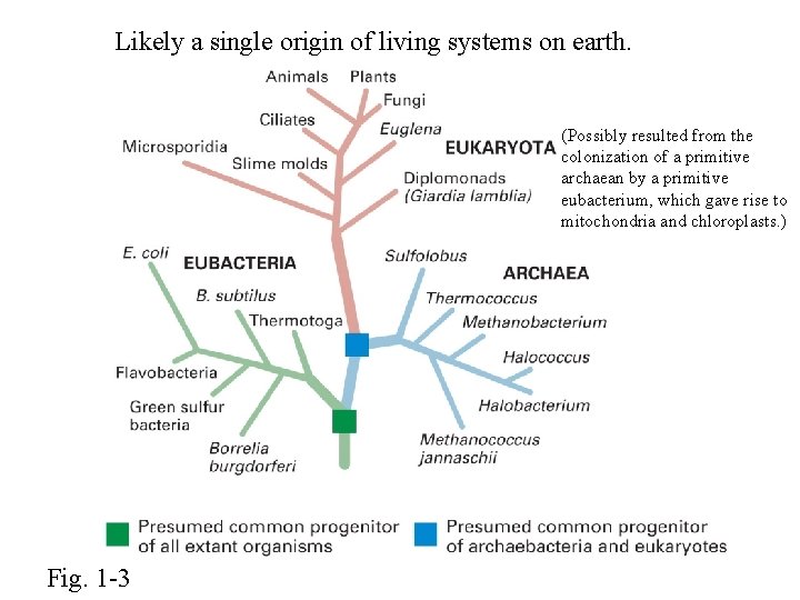 Likely a single origin of living systems on earth. (Possibly resulted from the colonization