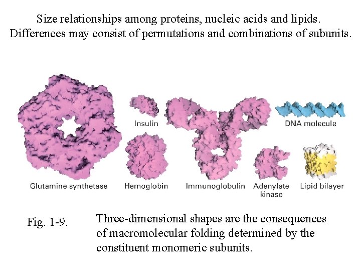 Size relationships among proteins, nucleic acids and lipids. Differences may consist of permutations and
