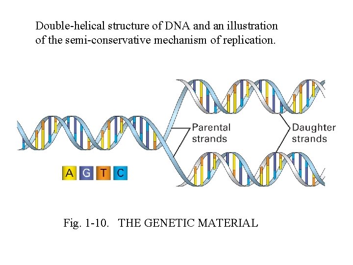 Double-helical structure of DNA and an illustration of the semi-conservative mechanism of replication. Fig.