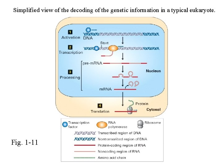 Simplified view of the decoding of the genetic information in a typical eukaryote. Fig.