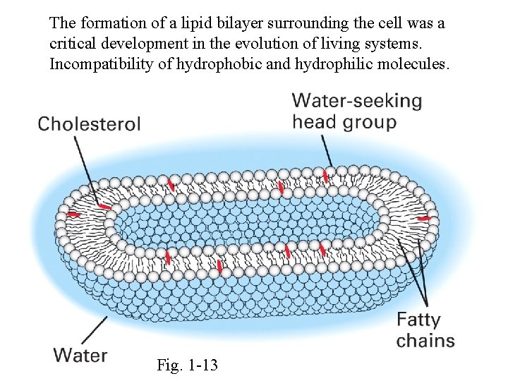 The formation of a lipid bilayer surrounding the cell was a critical development in