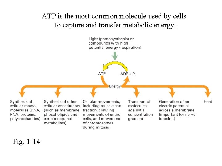 ATP is the most common molecule used by cells to capture and transfer metabolic