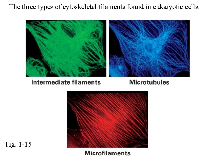 The three types of cytoskeletal filaments found in eukaryotic cells. Fig. 1 -15 