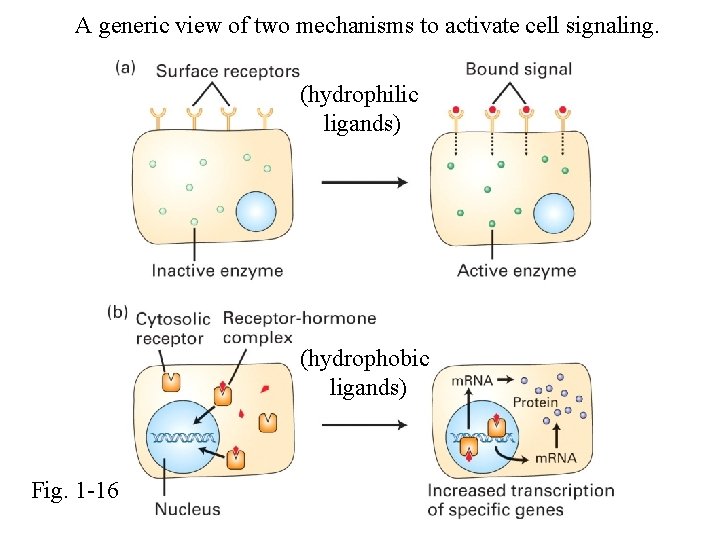 A generic view of two mechanisms to activate cell signaling. (hydrophilic ligands) (hydrophobic ligands)