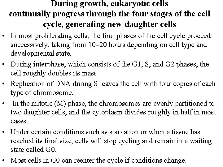 During growth, eukaryotic cells continually progress through the four stages of the cell cycle,