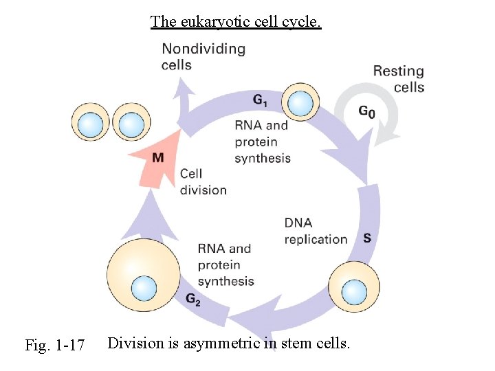 The eukaryotic cell cycle. Fig. 1 -17 Division is asymmetric in stem cells. 