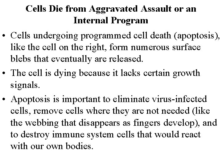 Cells Die from Aggravated Assault or an Internal Program • Cells undergoing programmed cell