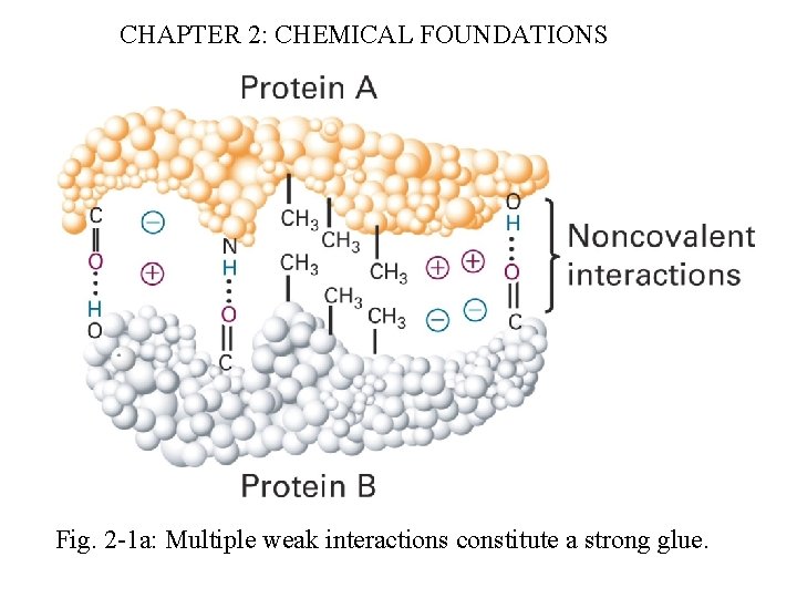CHAPTER 2: CHEMICAL FOUNDATIONS Fig. 2 -1 a: Multiple weak interactions constitute a strong
