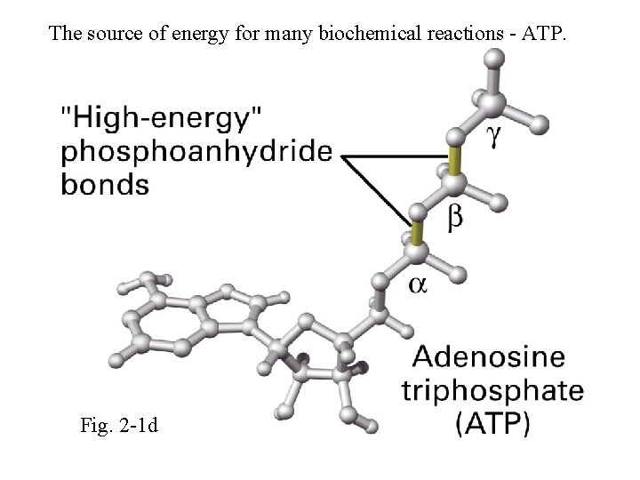 The source of energy for many biochemical reactions - ATP. Fig. 2 -1 d