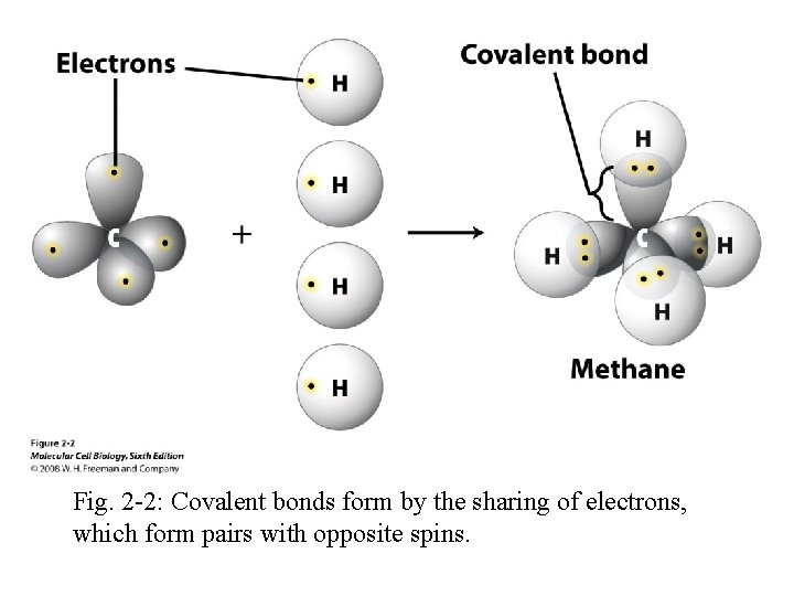 Fig. 2 -2: Covalent bonds form by the sharing of electrons, which form pairs