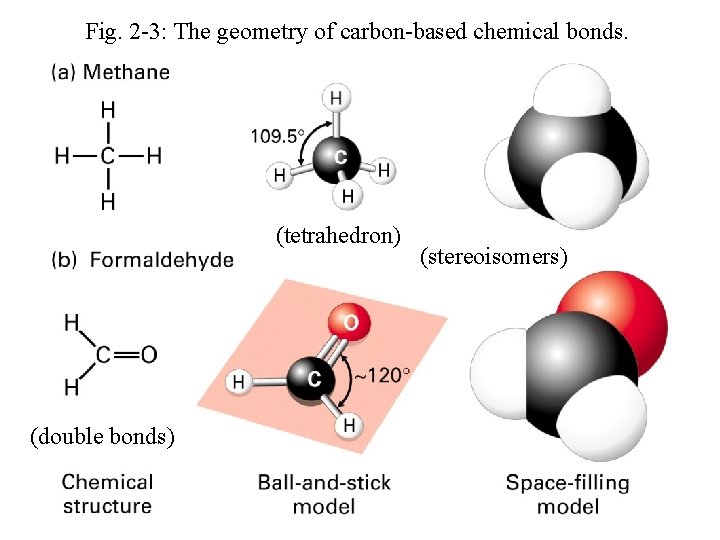 Fig. 2 -3: The geometry of carbon-based chemical bonds. (tetrahedron) (double bonds) (stereoisomers) 