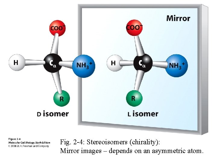 Fig. 2 -4: Stereoisomers (chirality): Mirror images – depends on an asymmetric atom. 