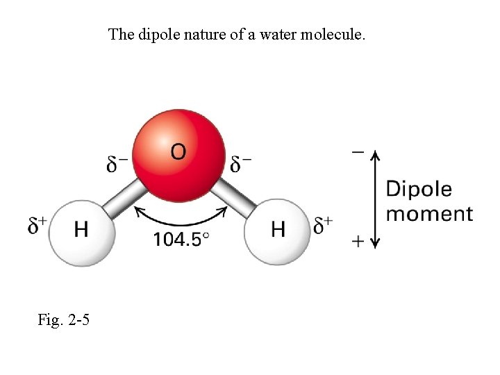 The dipole nature of a water molecule. Fig. 2 -5 