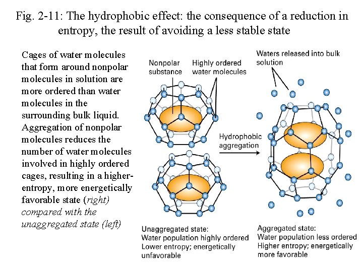 Fig. 2 -11: The hydrophobic effect: the consequence of a reduction in entropy, the