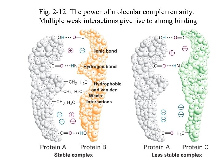 Fig. 2 -12: The power of molecular complementarity. Multiple weak interactions give rise to