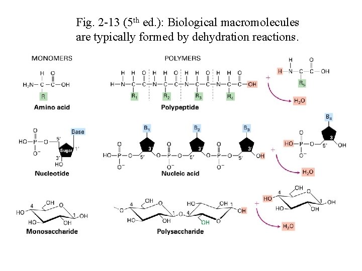 Fig. 2 -13 (5 th ed. ): Biological macromolecules are typically formed by dehydration