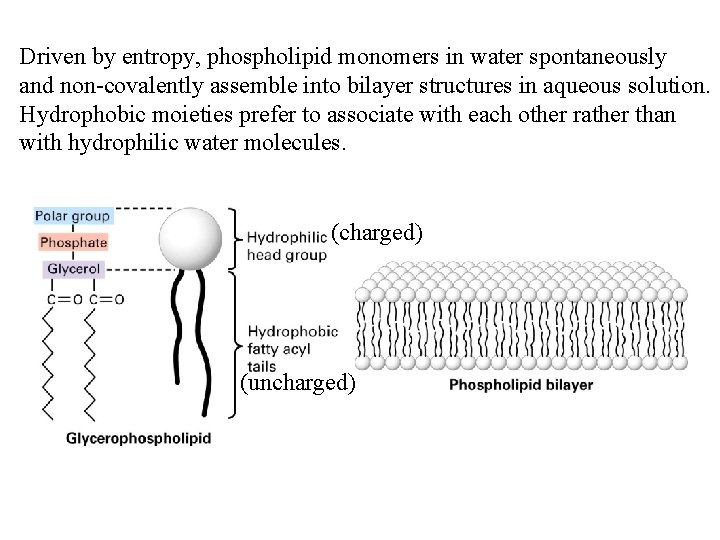 Driven by entropy, phospholipid monomers in water spontaneously and non-covalently assemble into bilayer structures