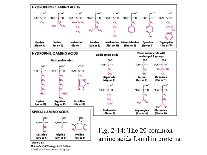 Fig. 2 -14: The 20 common amino acids found in proteins. 