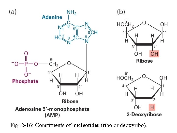 Fig. 2 -16: Constituents of nucleotides (ribo or deoxyribo). 