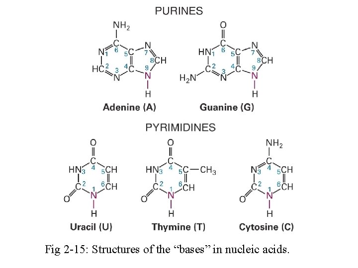 Fig 2 -15: Structures of the “bases” in nucleic acids. 