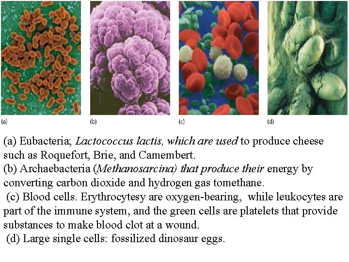 (a) Eubacteria; Lactococcus lactis, which are used to produce cheese such as Roquefort, Brie,