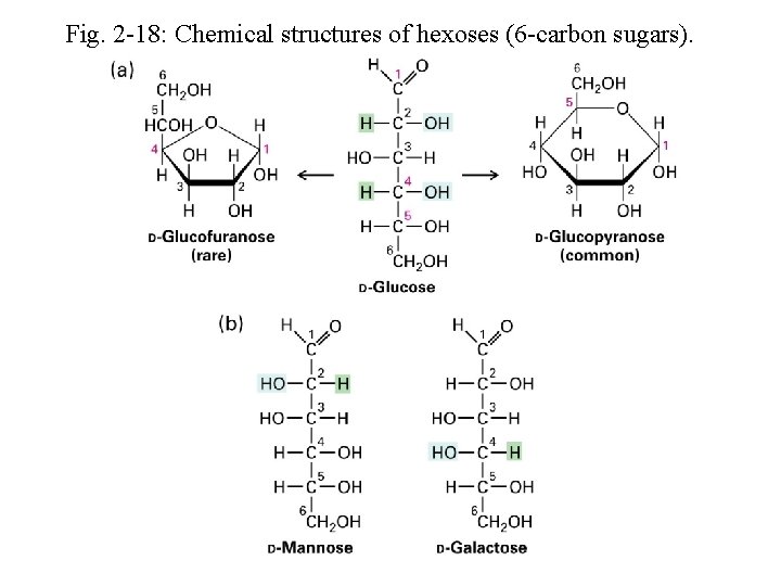 Fig. 2 -18: Chemical structures of hexoses (6 -carbon sugars). 