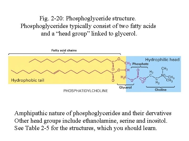 Fig. 2 -20: Phosphoglyceride structure. Phosphoglycerides typically consist of two fatty acids and a