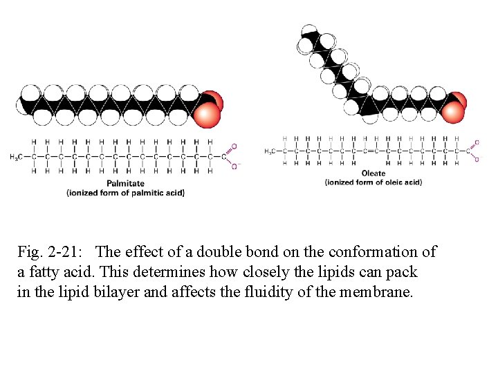 Fig. 2 -21: The effect of a double bond on the conformation of a