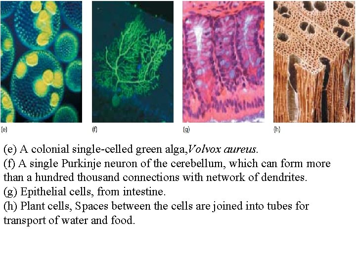 (e) A colonial single-celled green alga, Volvox aureus. (f) A single Purkinje neuron of