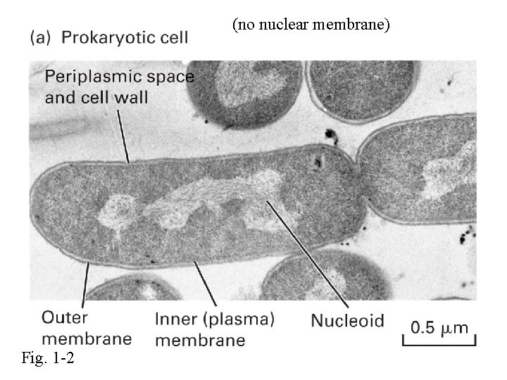 (no nuclear membrane) Fig. 1 -2 