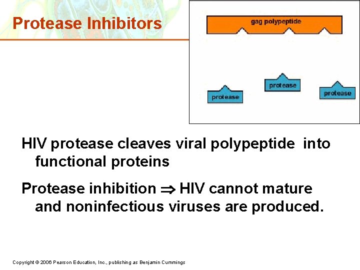 Protease Inhibitors HIV protease cleaves viral polypeptide into functional proteins Protease inhibition HIV cannot