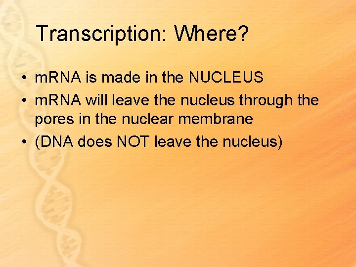 Transcription: Where? • m. RNA is made in the NUCLEUS • m. RNA will
