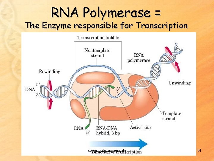 RNA Polymerase = The Enzyme responsible for Transcription copyright cmassengale 14 