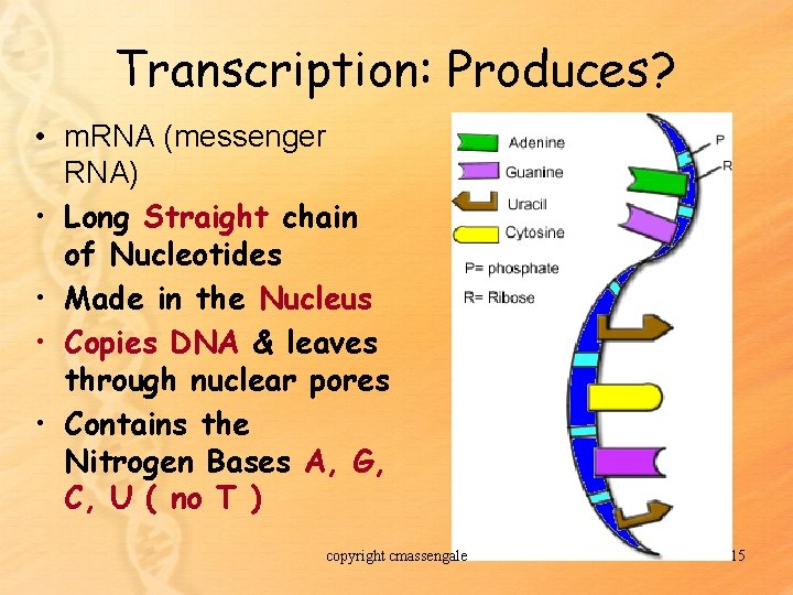 Transcription: Produces? • m. RNA (messenger RNA) • Long Straight chain of Nucleotides •