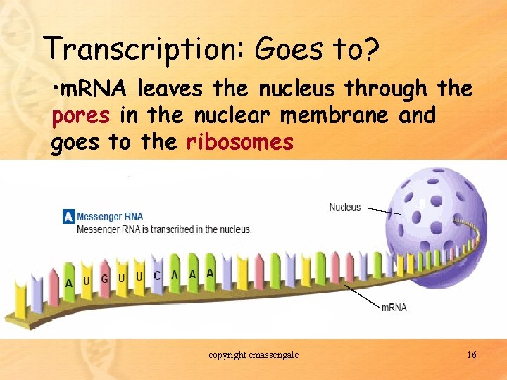 Transcription: Goes to? • m. RNA leaves the nucleus through the pores in the