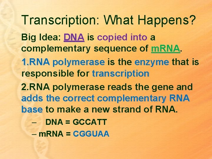 Transcription: What Happens? Big Idea: DNA is copied into a complementary sequence of m.