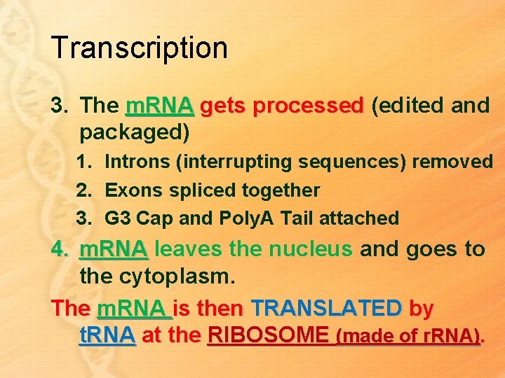 Transcription 3. The m. RNA gets processed (edited and packaged) 1. Introns (interrupting sequences)
