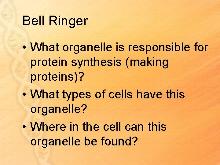Bell Ringer • What organelle is responsible for protein synthesis (making proteins)? • What