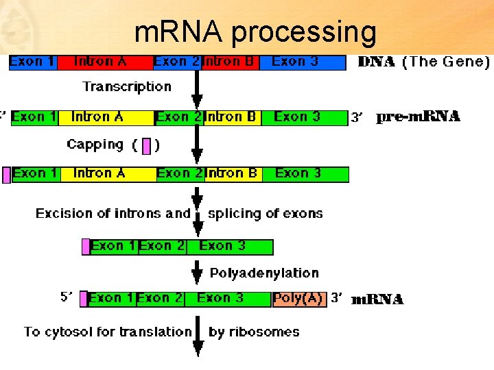m. RNA processing 