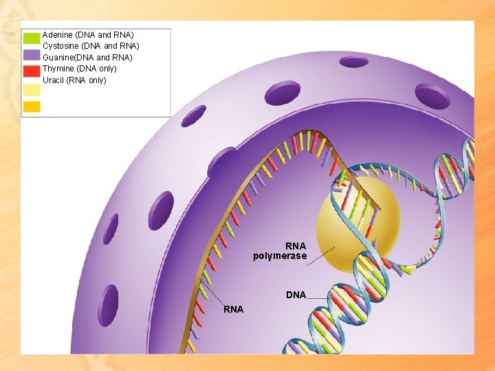Adenine (DNA and RNA) Cystosine (DNA and RNA) Guanine(DNA and RNA) Thymine (DNA only)