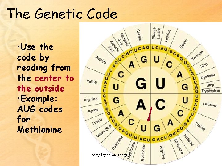 The Genetic Code • Use the code by reading from the center to the