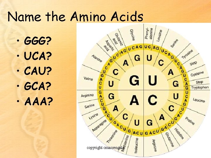 Name the Amino Acids • • • GGG? UCA? CAU? GCA? AAA? copyright cmassengale