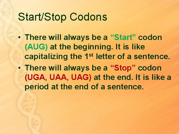 Start/Stop Codons • There will always be a “Start” codon (AUG) at the beginning.