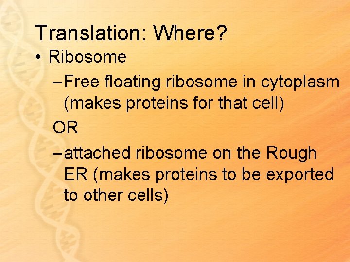 Translation: Where? • Ribosome – Free floating ribosome in cytoplasm (makes proteins for that