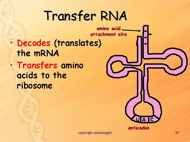 Transfer RNA amino acid attachment site • Decodes (translates) the m. RNA • Transfers